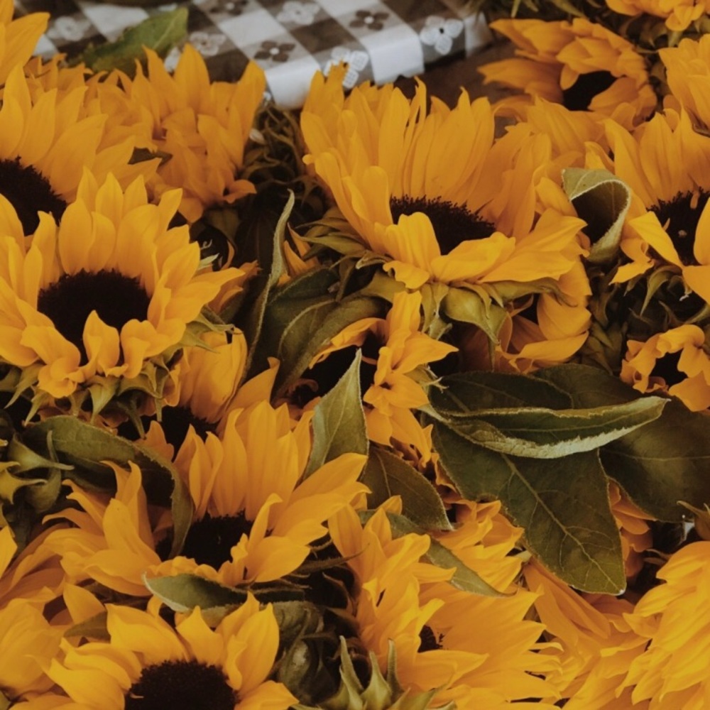 Meet your Posher, Anastasia